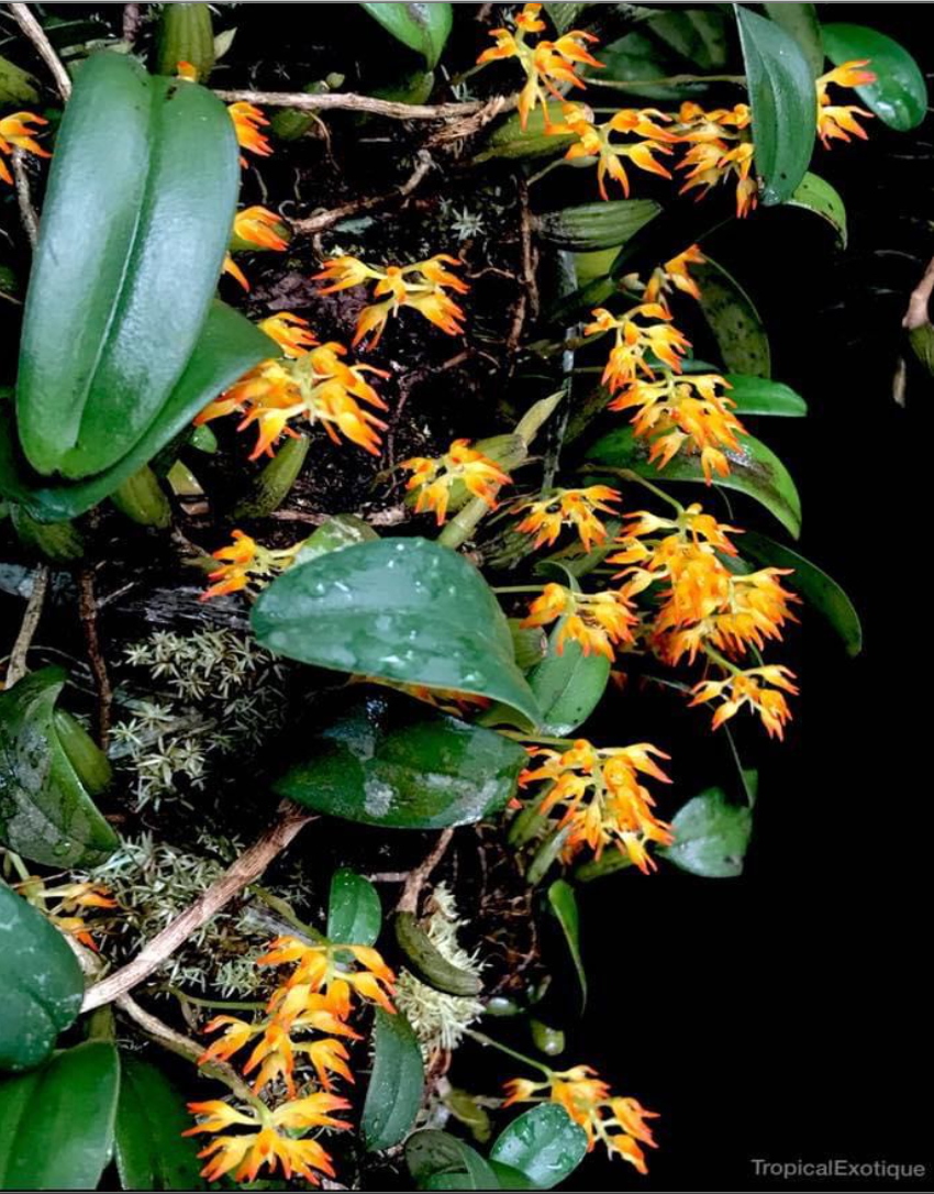 Bulbophyllum+congestum.png