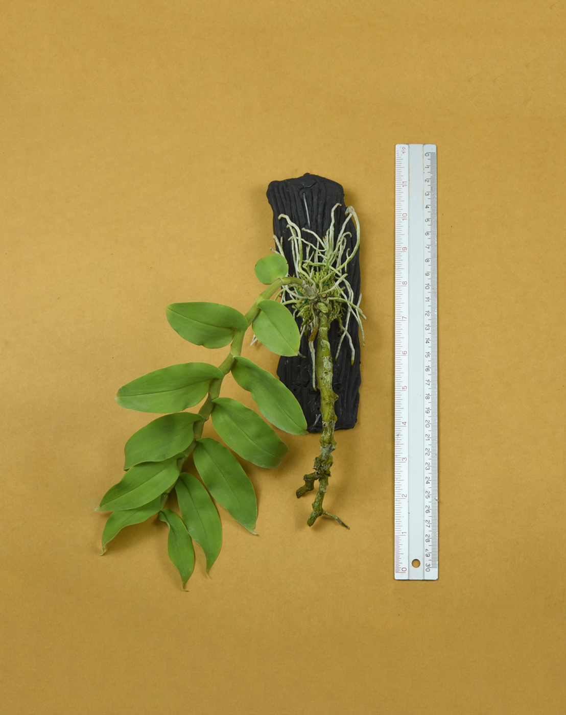 Den. ochreatum.png