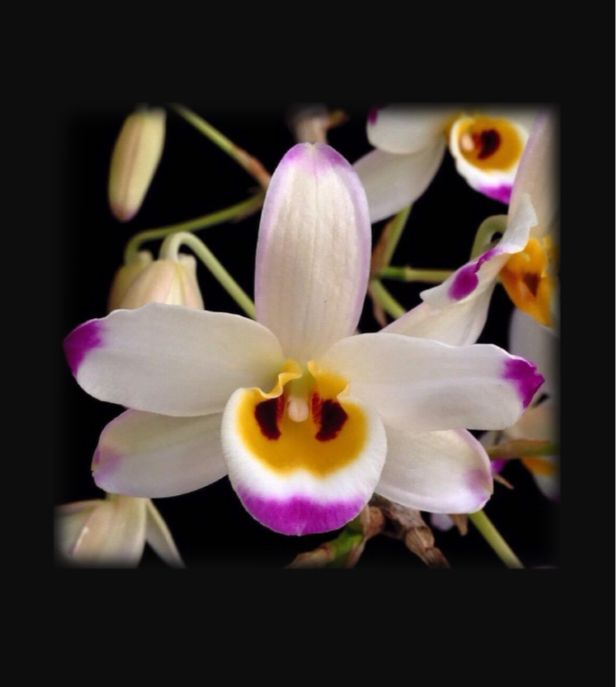Dendrobium wardianum