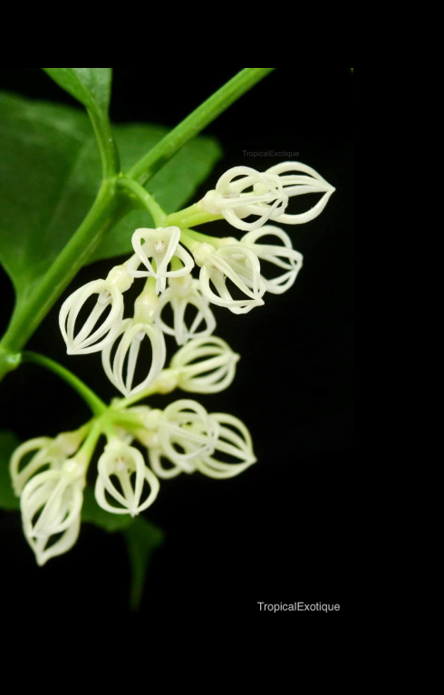 Hoya decipulae