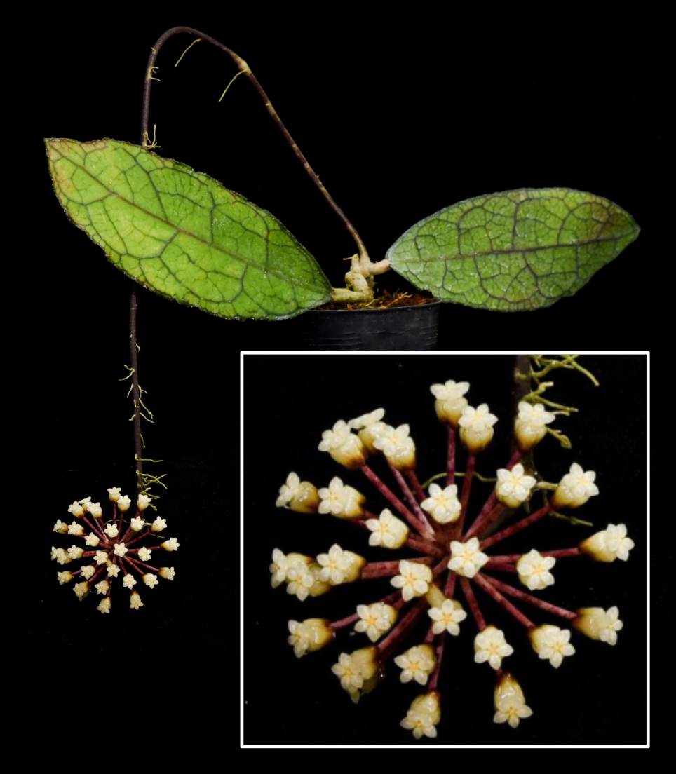 Hoya clemensiorum.png