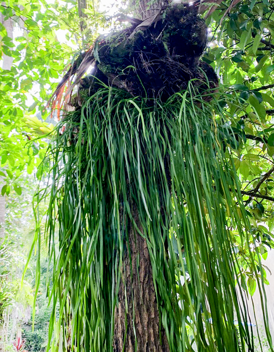Ophioglossum pendulum.png