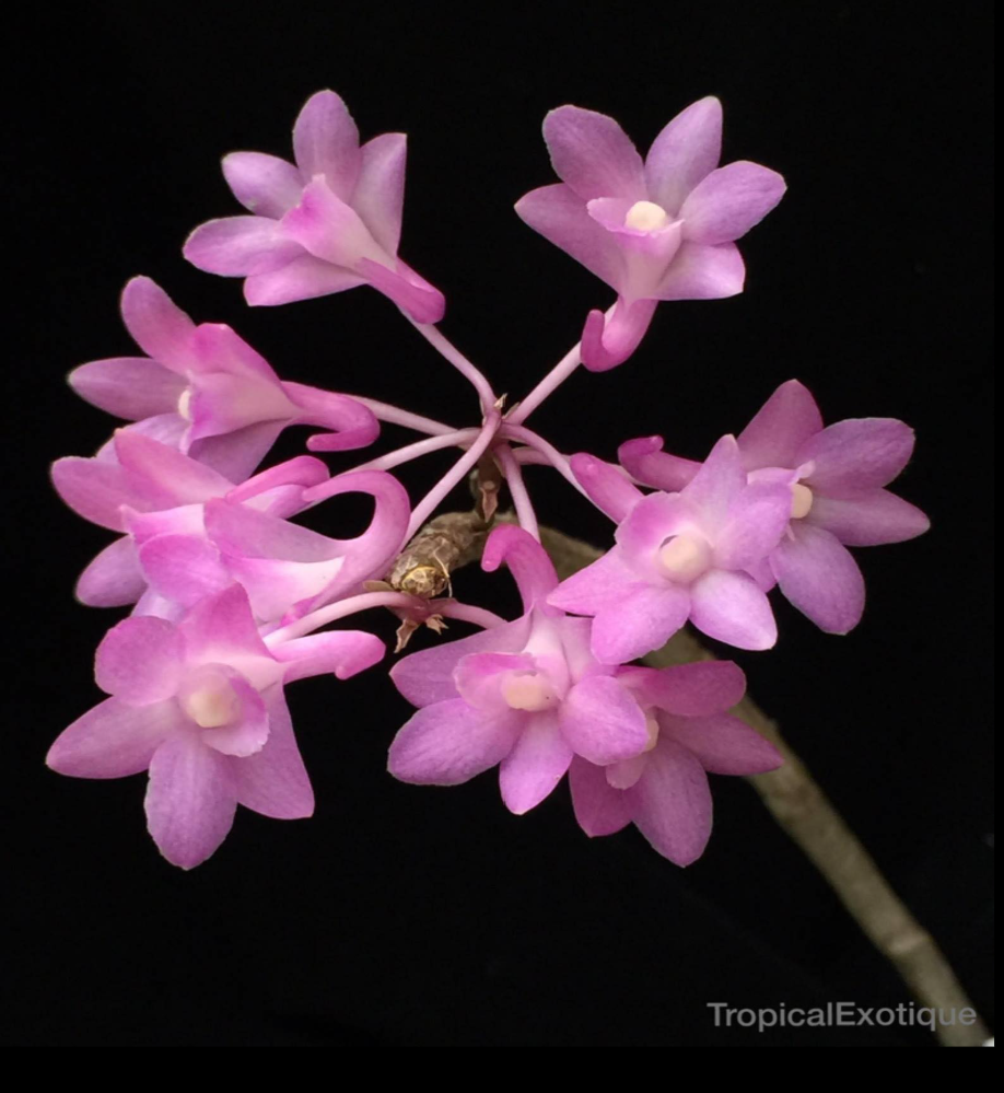 Dendrobium+intricatum.png