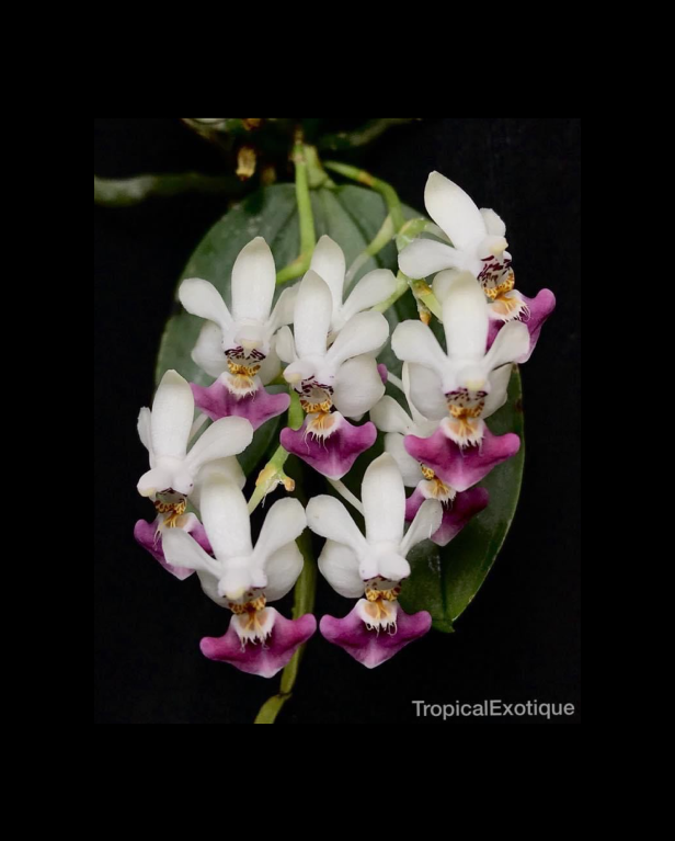 Phalaenopsis parishii-67.png