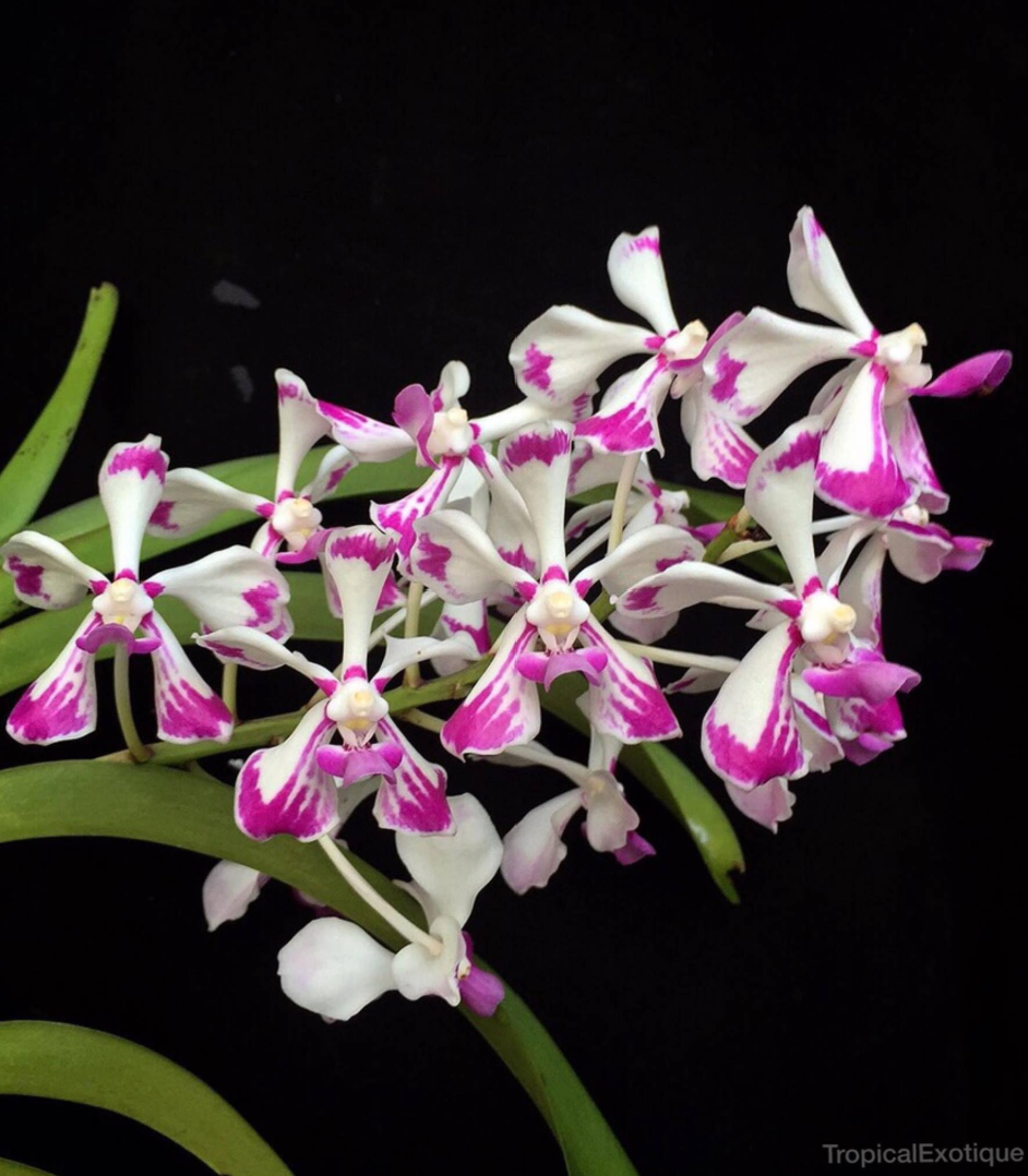 Vanda luzonica.png