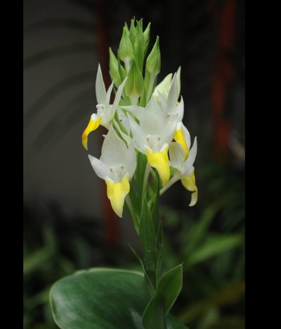 Pecteilis hawkesiana.png