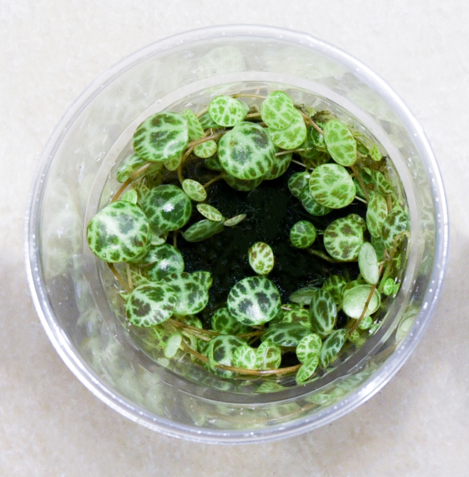 Peperomia prostrata.png