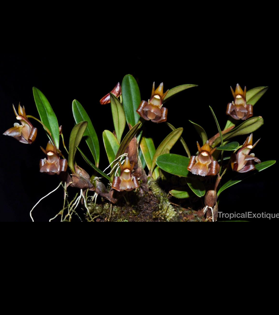Dendrobium tsangianum .png
