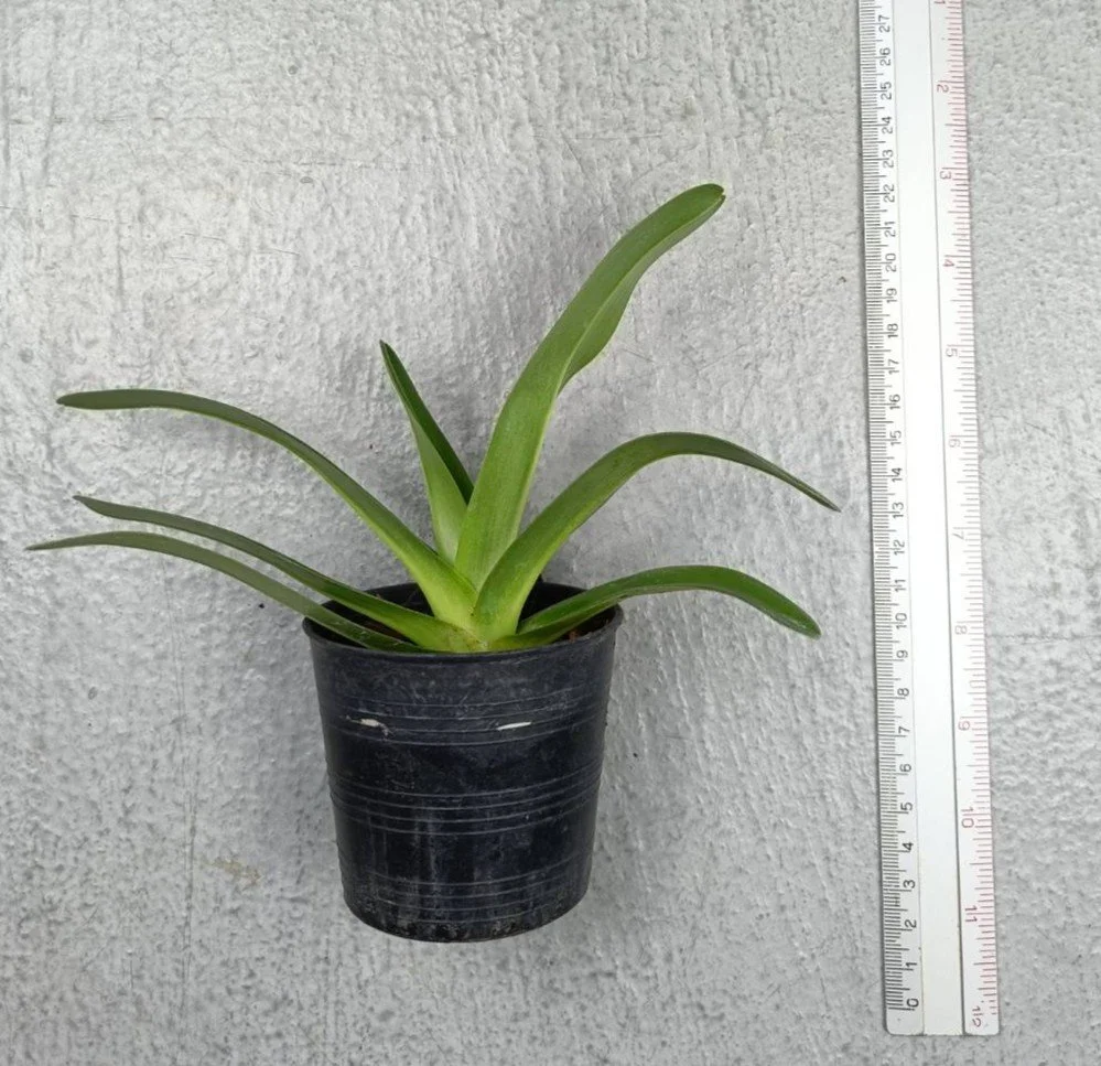 Paphiopedilum philippinense album.jpg