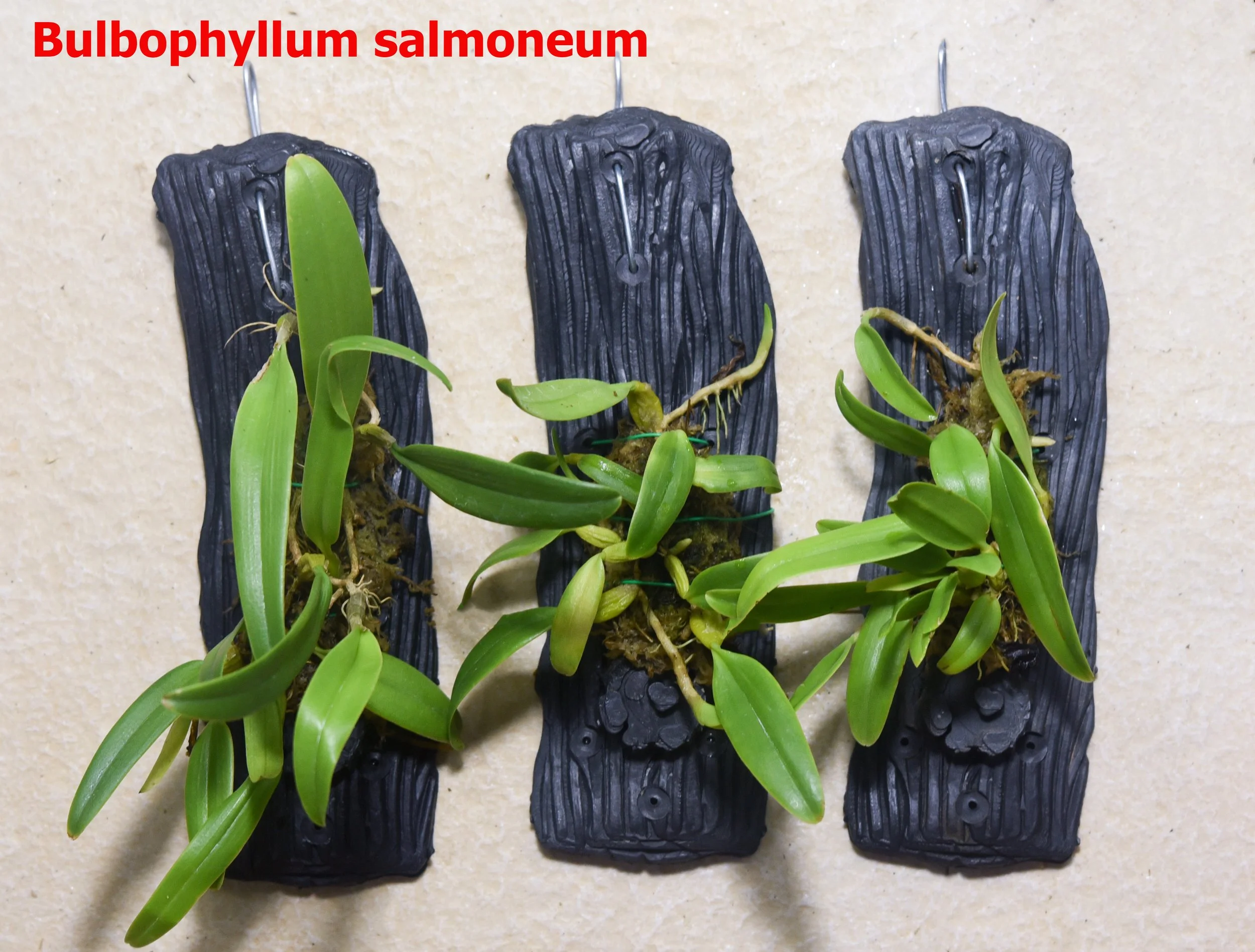 Bulbophyllum salmoneum1.jpg