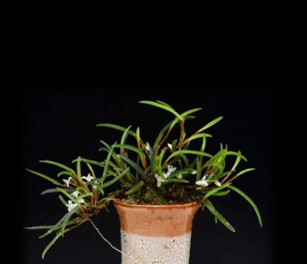 Ceratostylis philippinensis