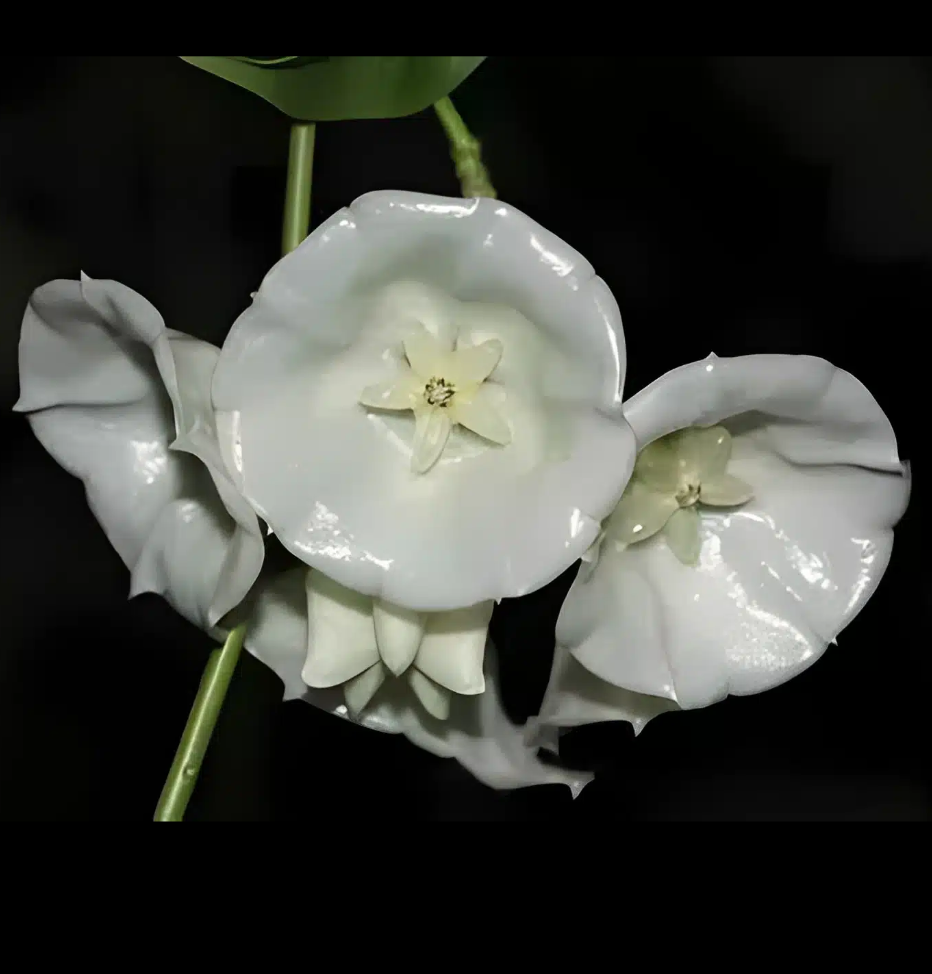 Hoya cystiantha Splash.png