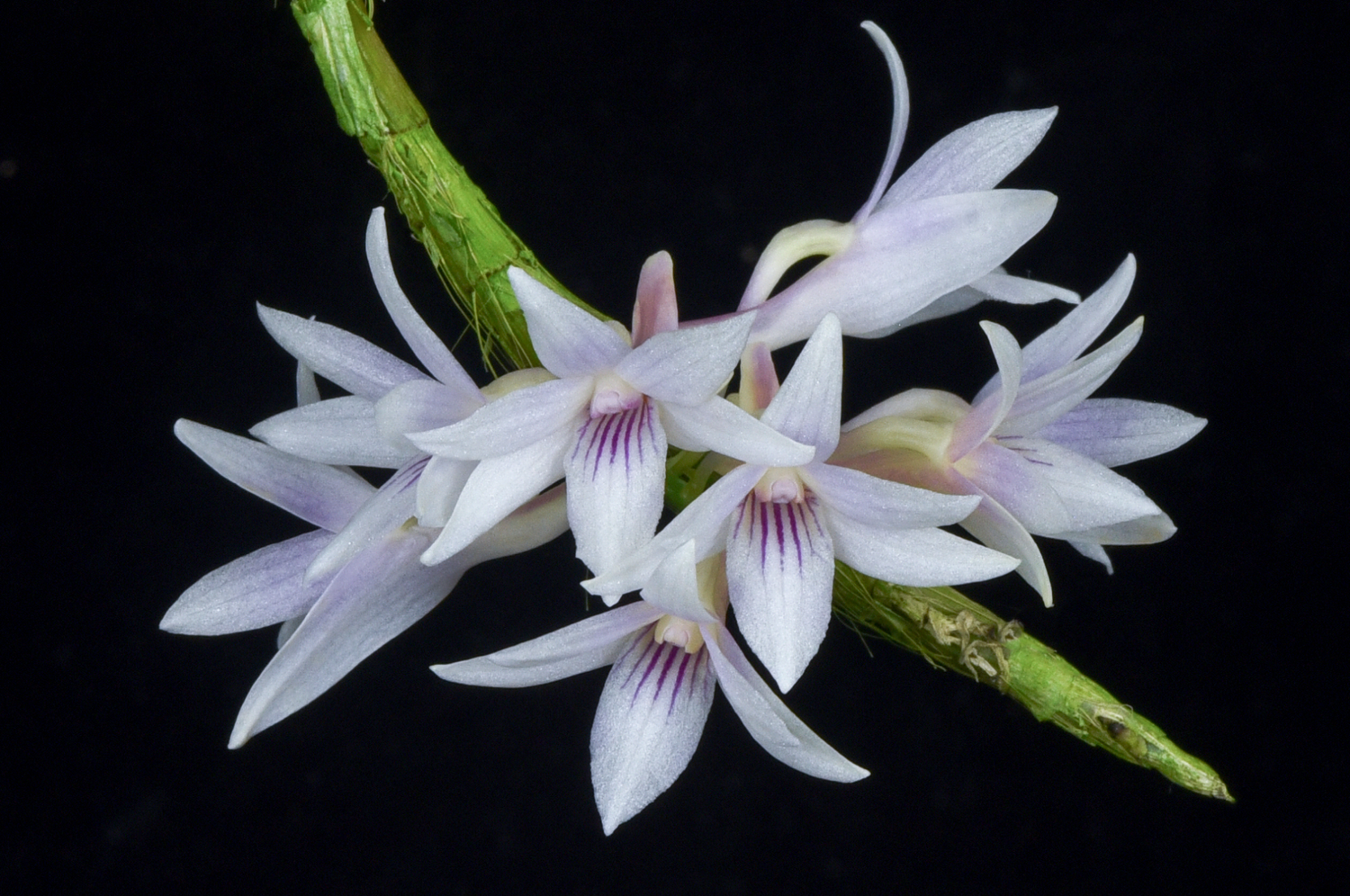 Dendrobium victoriae-reginae x Dendrobium tiongii — TropicalExotique