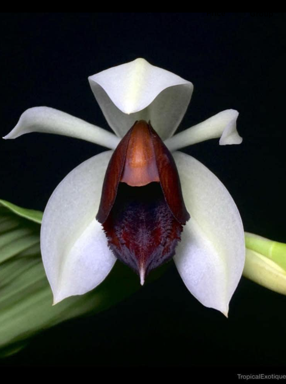 Coelogyne usitana.png