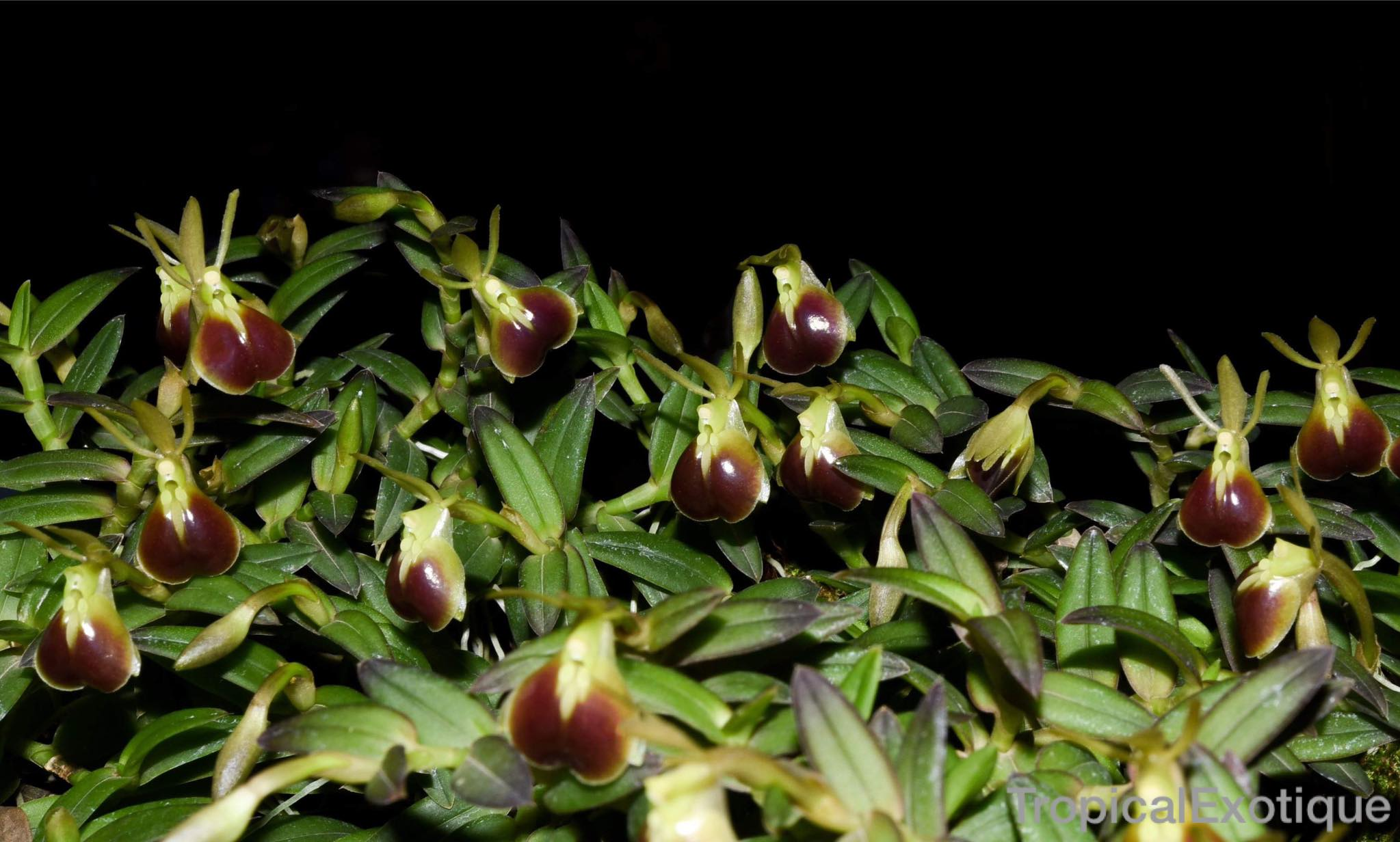 Epidendrum-porpax.png