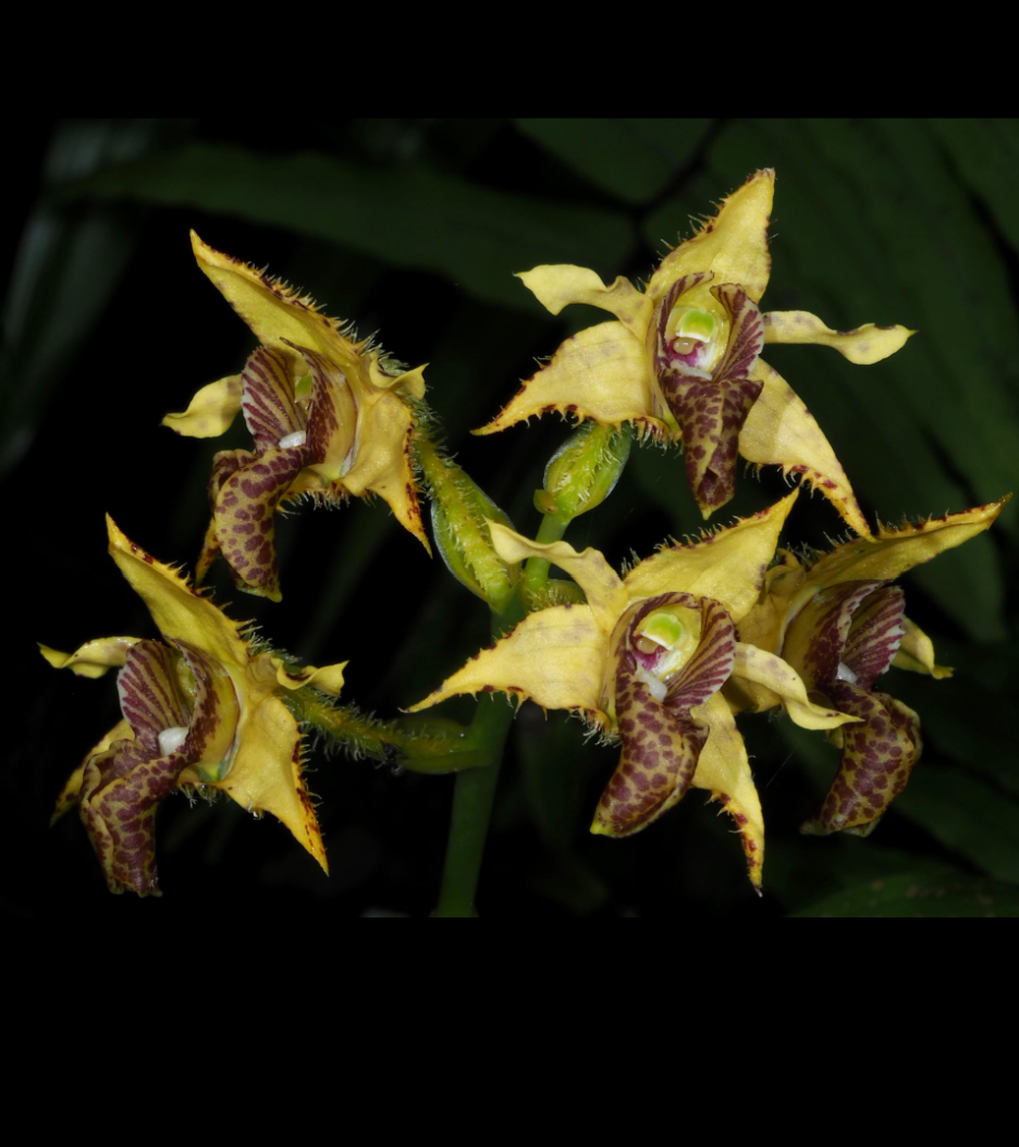 Dendrobium macrophyllum.png