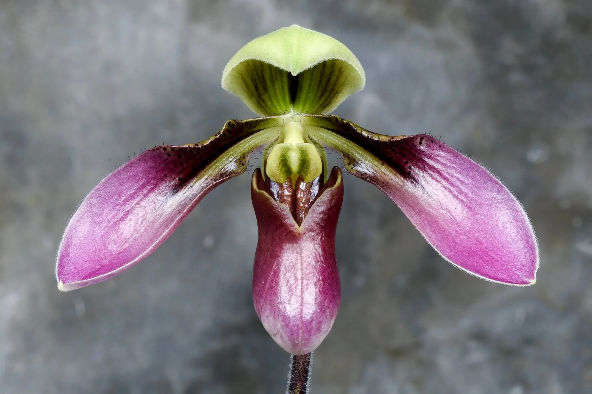 Paphiopedilum-cerveranum - Paphiopedilum-appletonianum.jpg