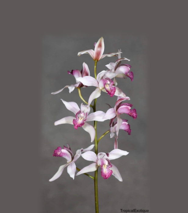 Cymbidium insigne
