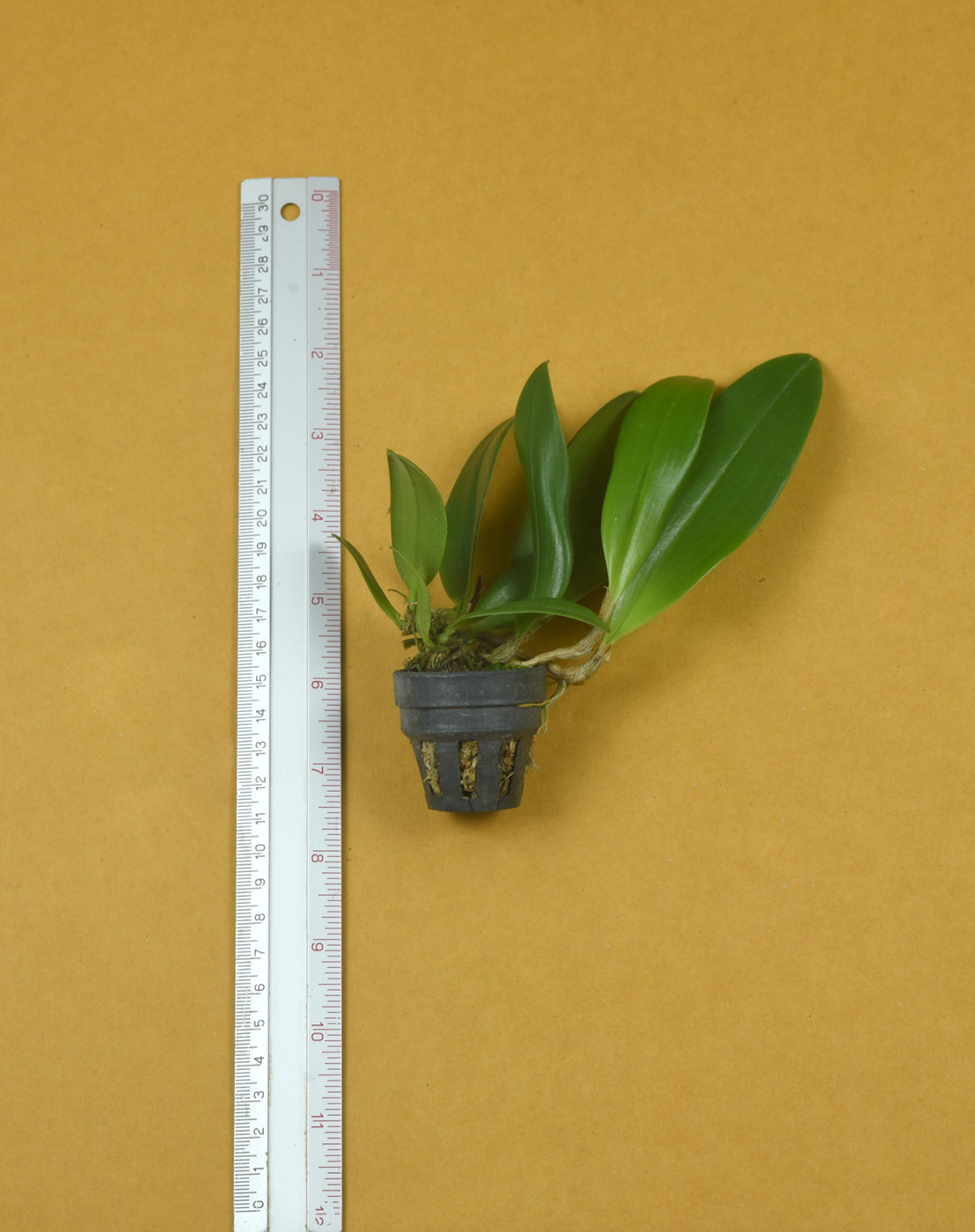 Bulb. patens x Bulb. beccarii.png