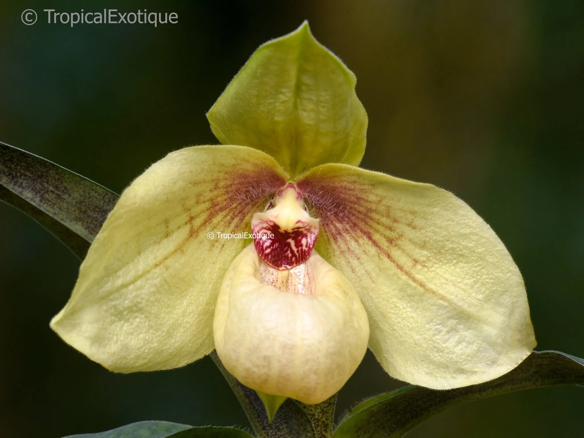 Paphiopedilum Shun Fa Golden ( malipoense x hangianum )