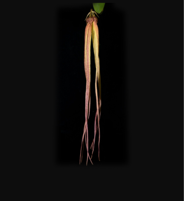 Bulbophyllum thiurum x Bulbophyllum treschii