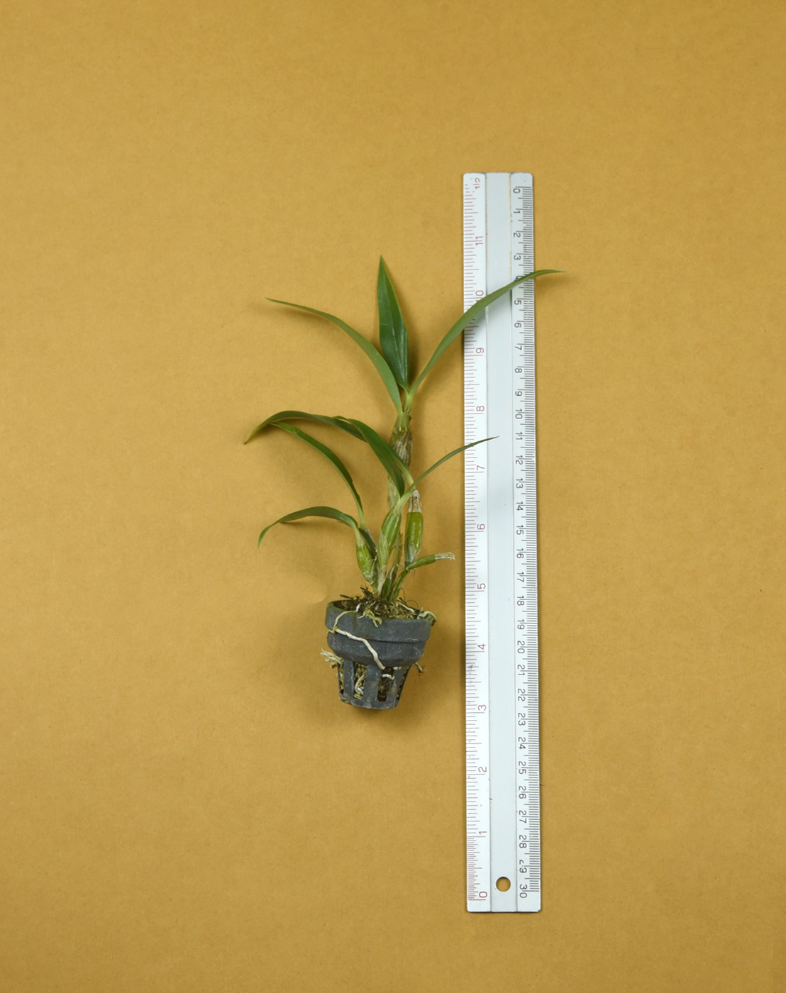 Den. harveyanum.png