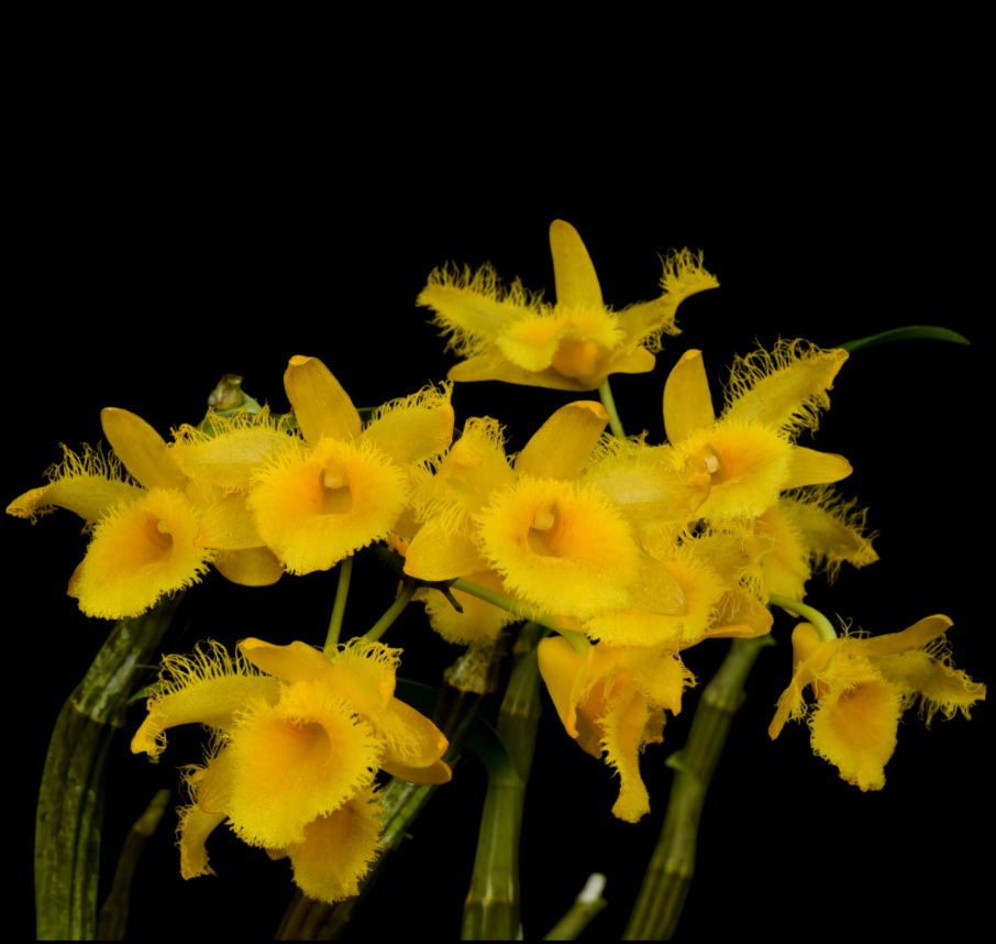 Dendrobium harveyanum.png
