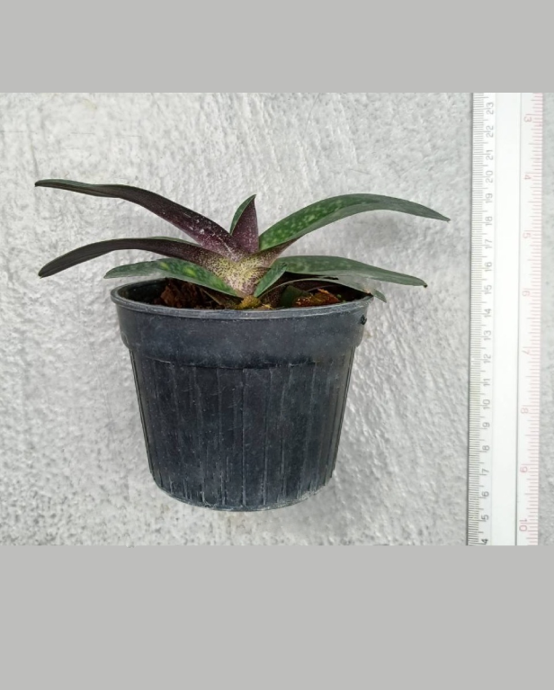 1 Paph.bellatulum.png