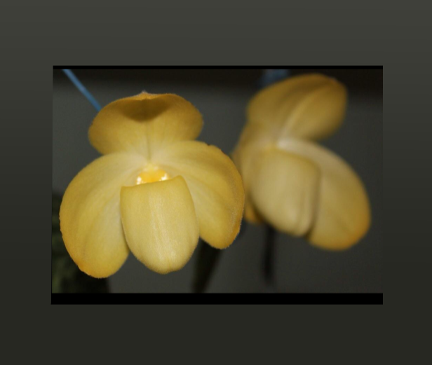Paphiopedilum+leucochilum+alba-67.png