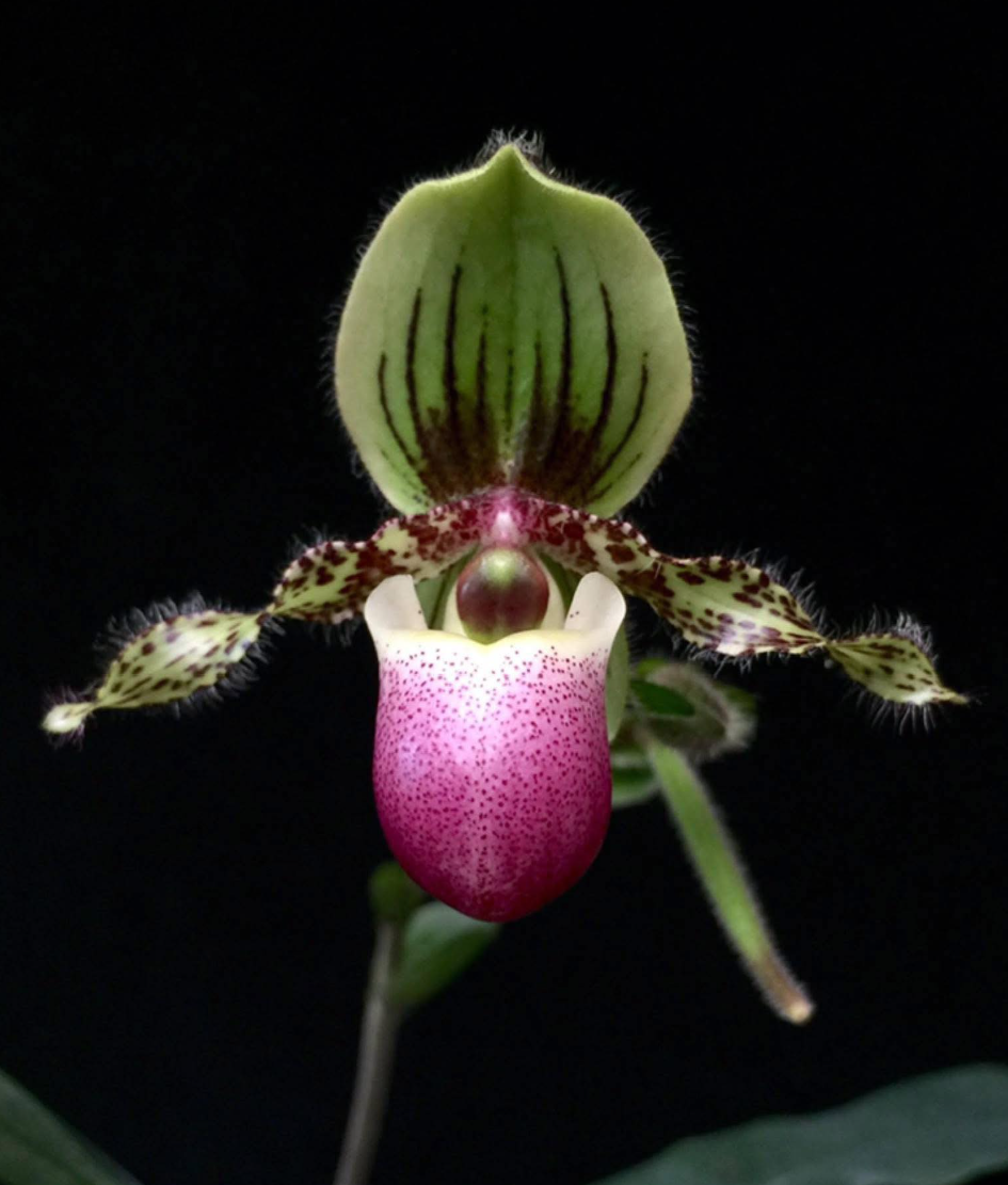 Paphiopedilum+victoria-regina.png