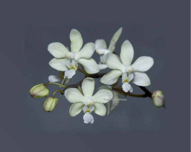Phalaenopsis-aff.-wilsonii-White-Blue-lip-68.png
