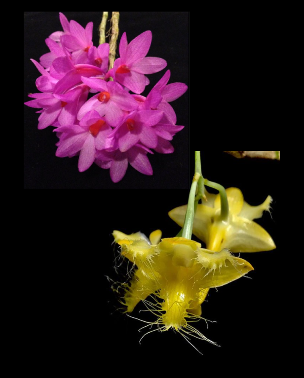 Dendrobium glomeratum x Dendrobium roslii