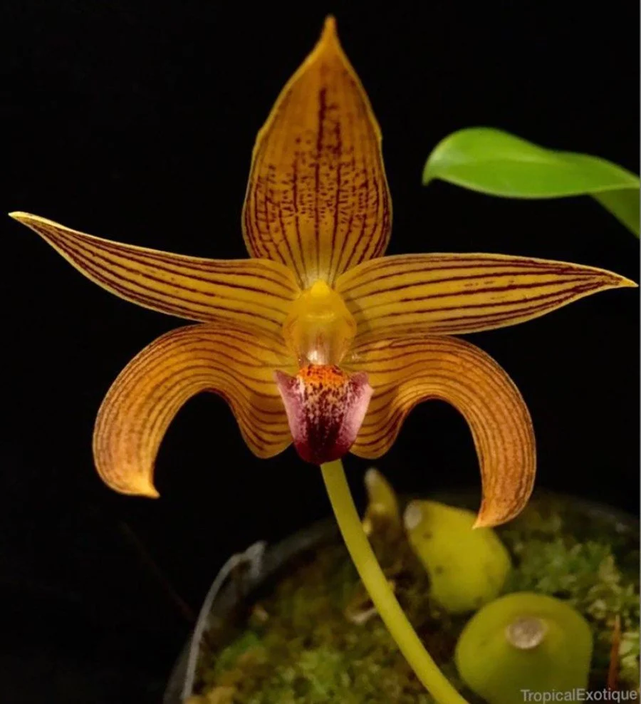 Bulbophyllum-claptonense.jpg