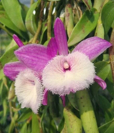 Dendrobium aphyllum