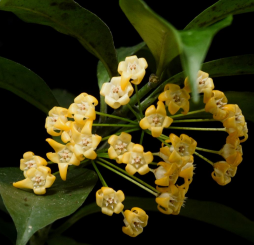 Hoya%252Boccultata.png