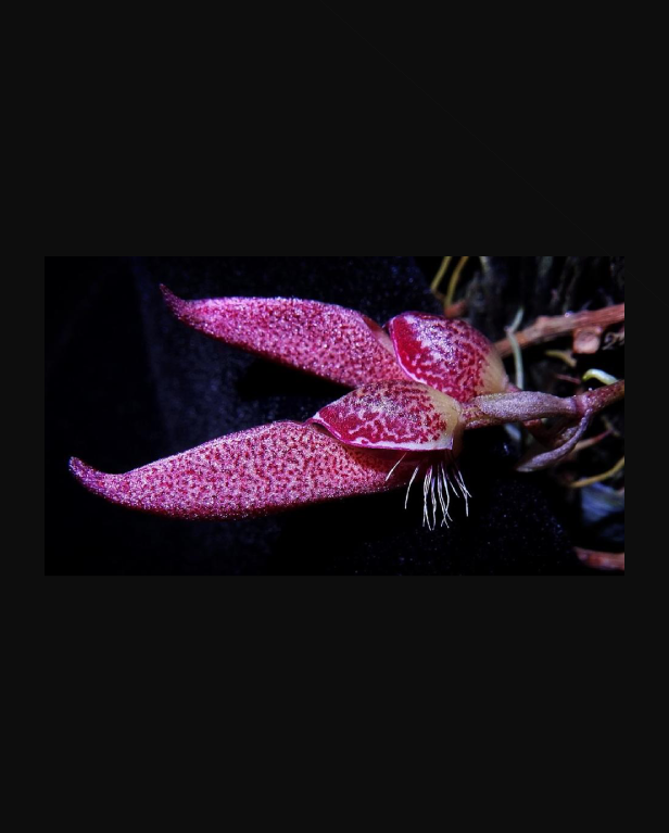 Bulbophyllum mirum