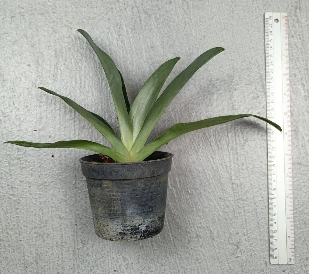 15 Paph. leucochilum.jpg