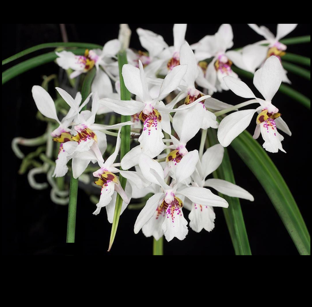 Holcoglossum wangii.png