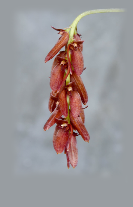 Bulbophyllum dickasonii x Bulbophyllum triste  (Bulbophyllum bloody Gem)