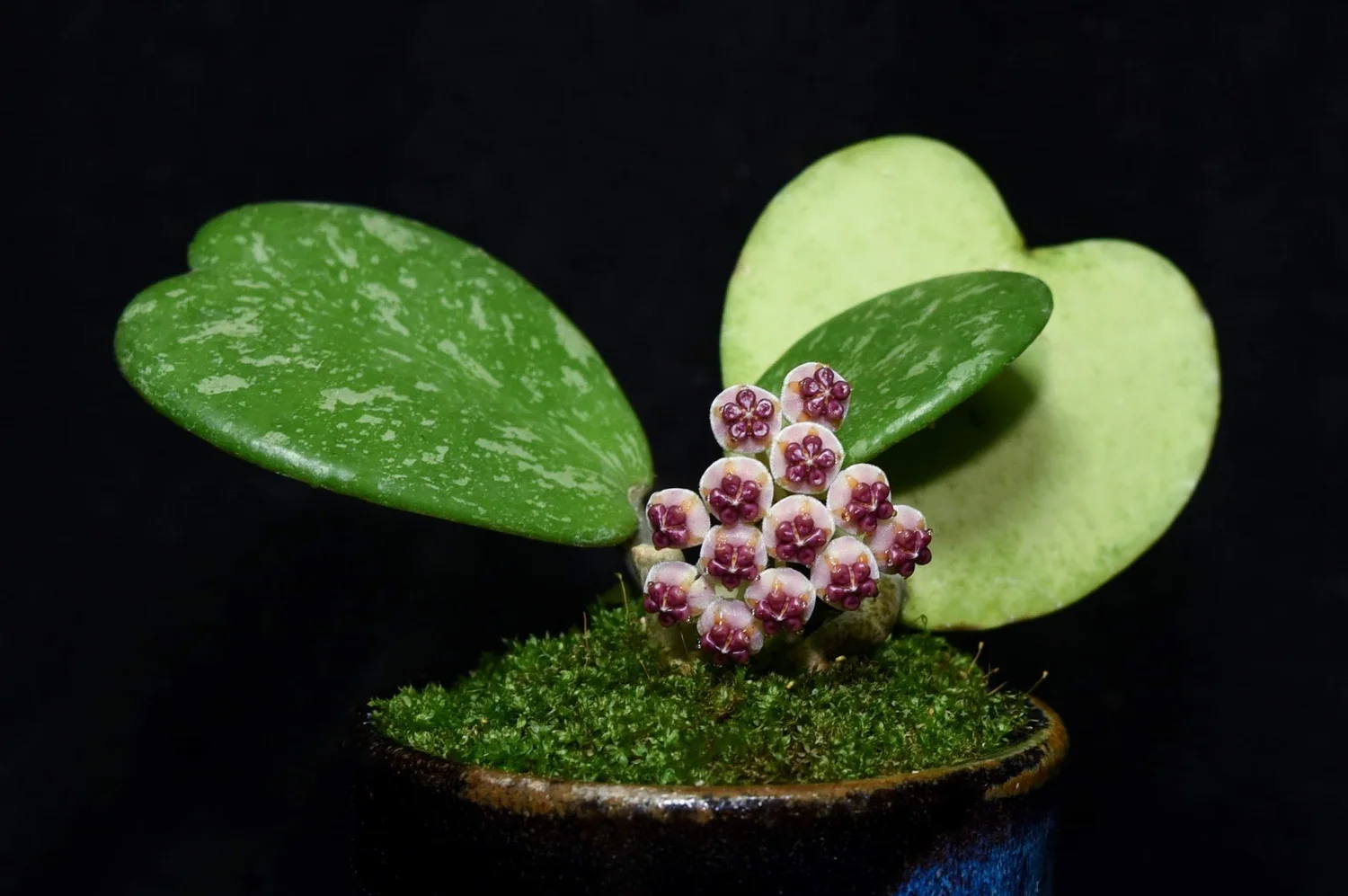 zimmerpflanzen maranta Maranta 'Beauty Kim' main image 0