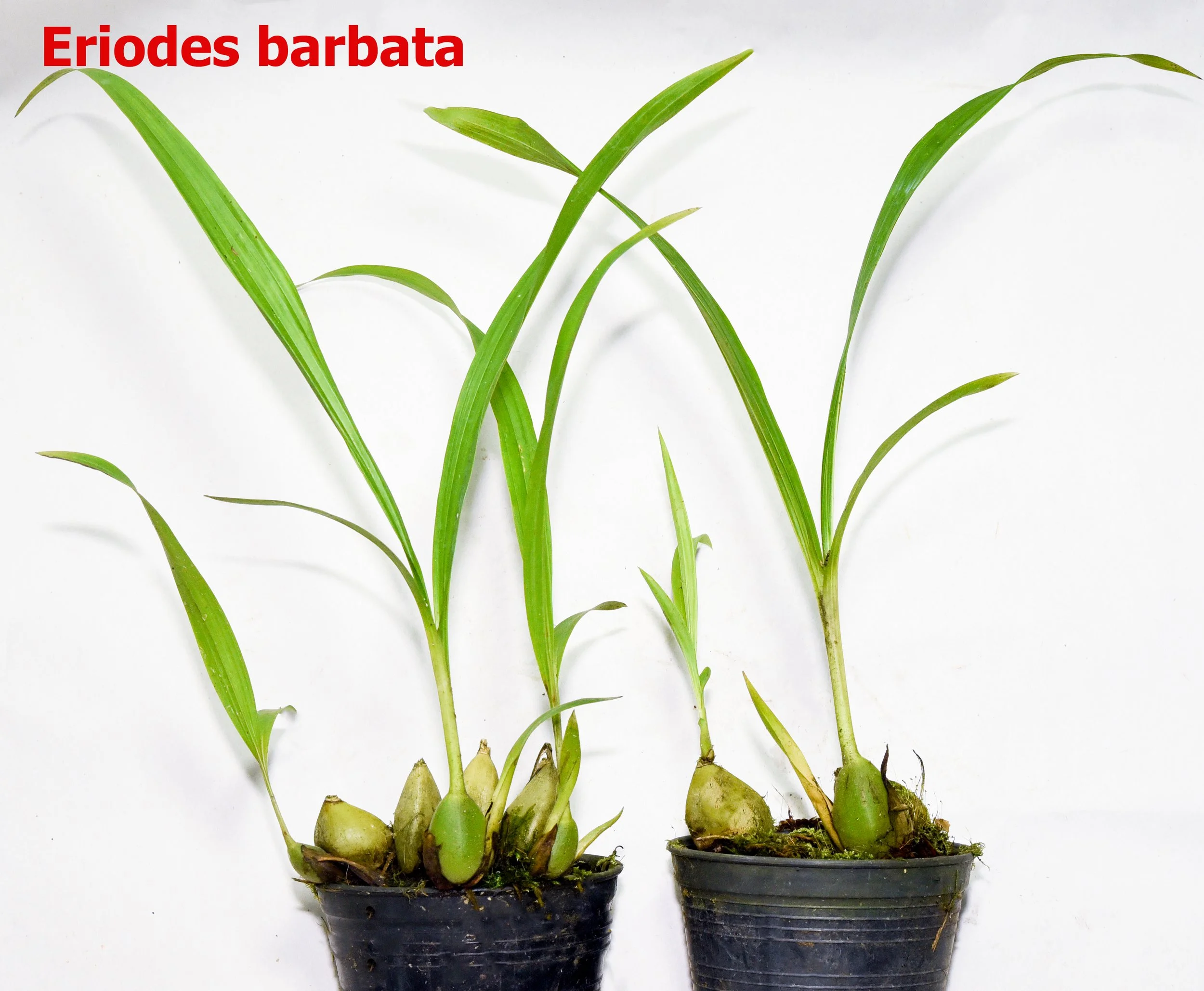 Eriodes barbata.jpg
