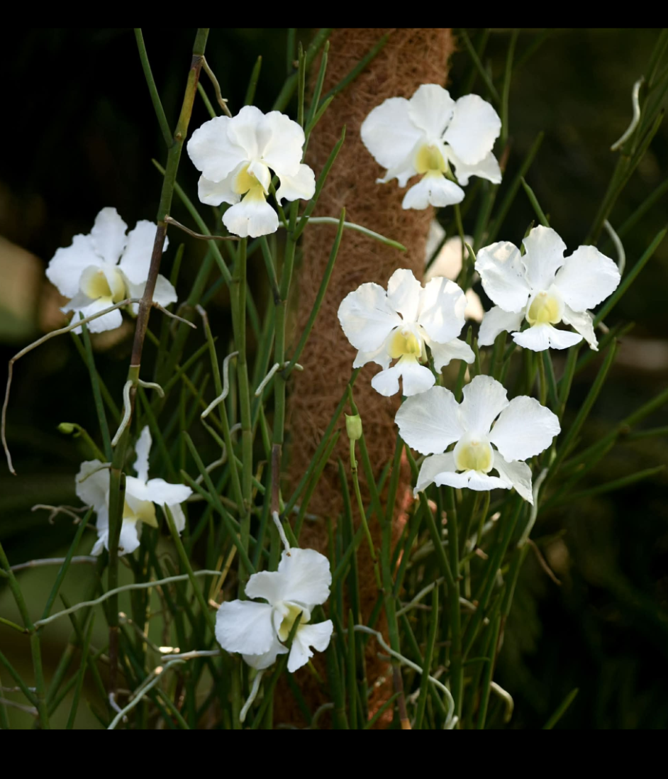 Papilionanthe Poepoe 'Diana'.png