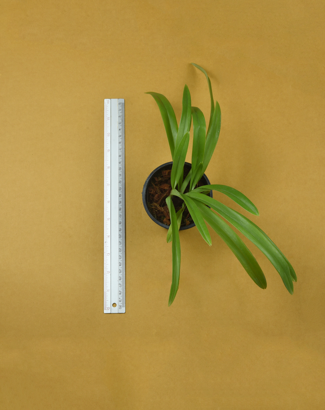 Paph. hirsutissimum alba.png