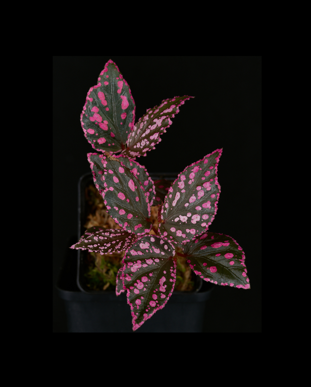 Begonia sp. Julau-67.png