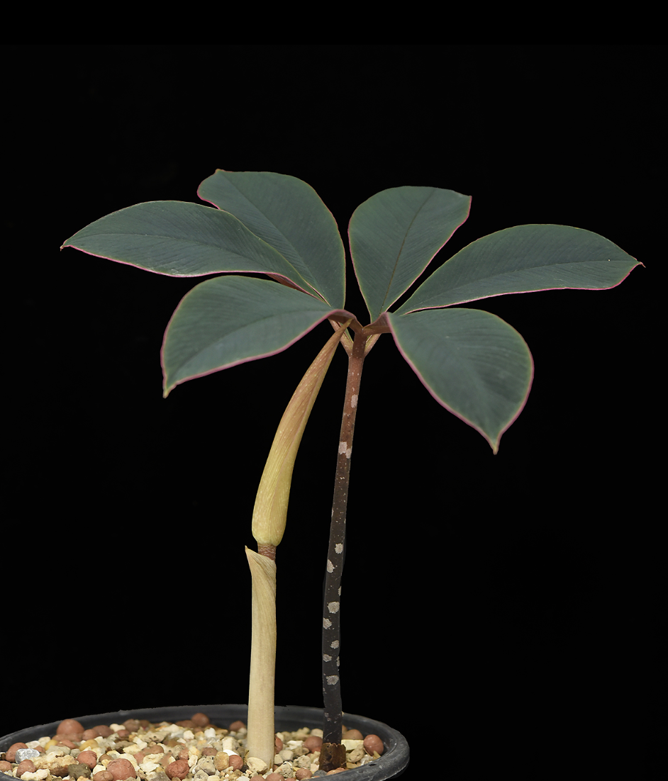 Amorphophallus atroviridis.png