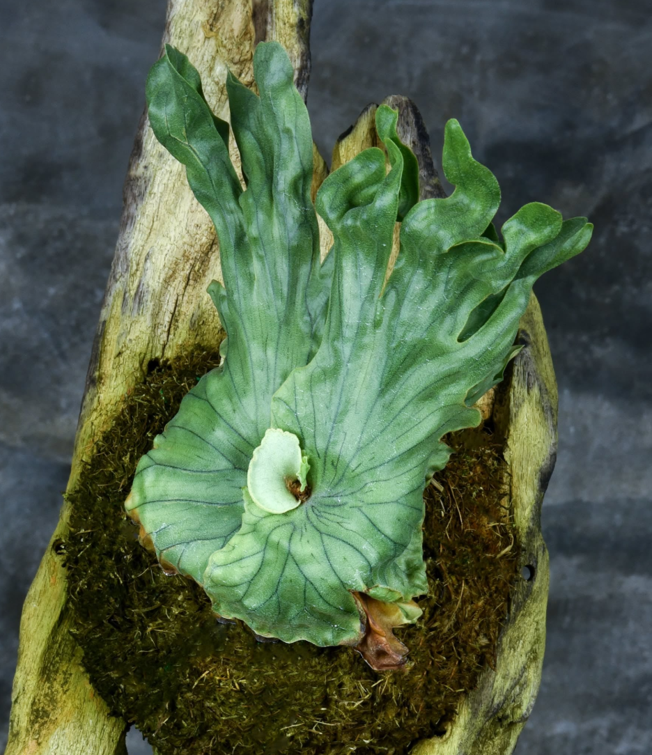 Platycerium wandae Dwarf.png