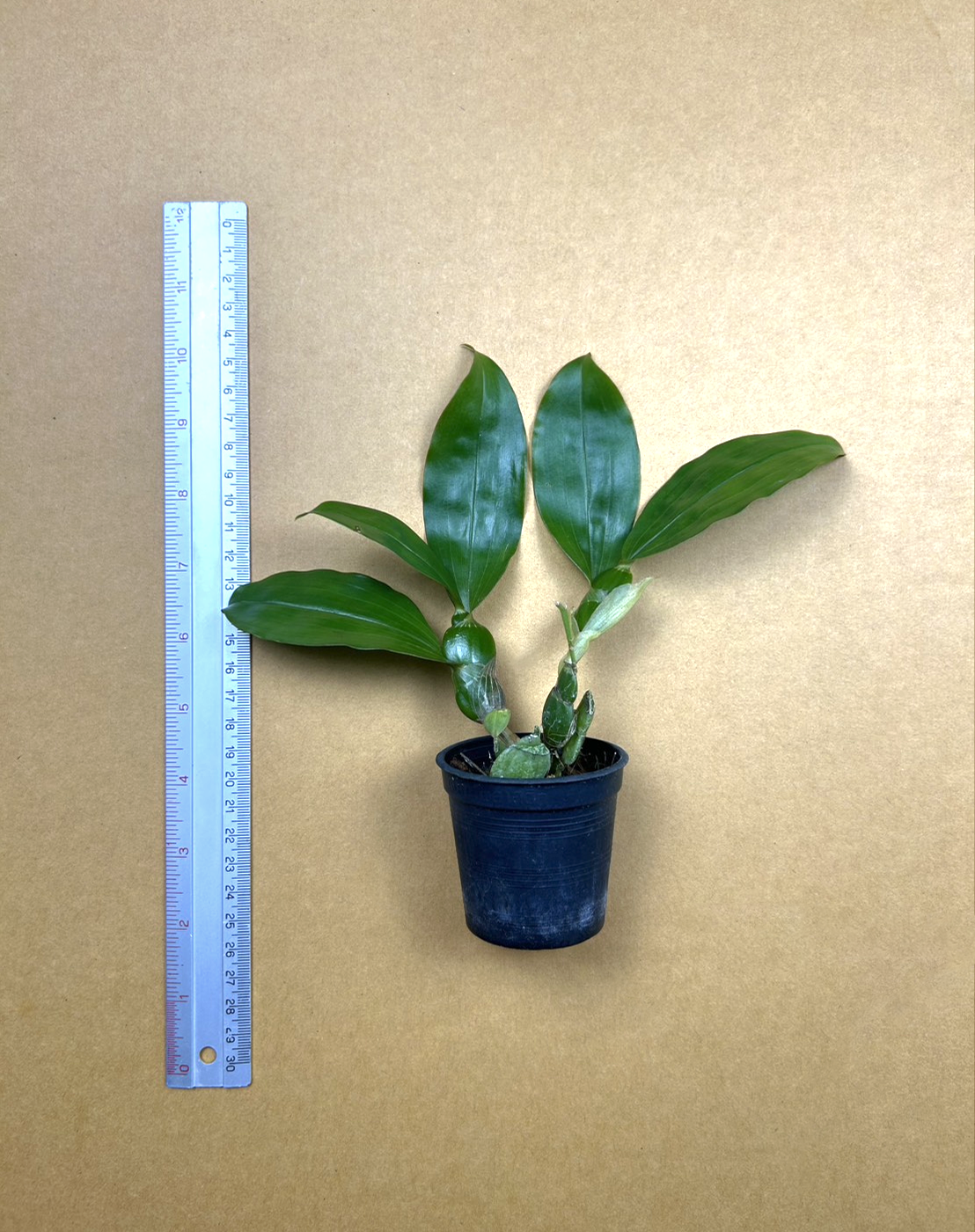 Den. sulcatum.png