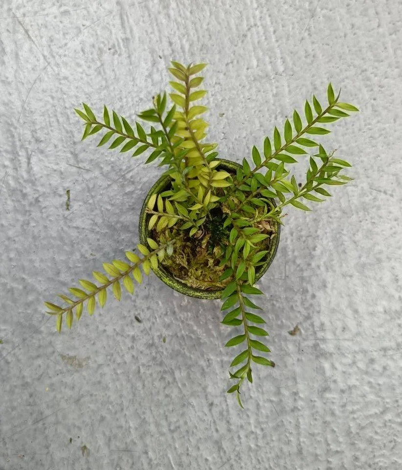 Podochilus microphyllus.jpg