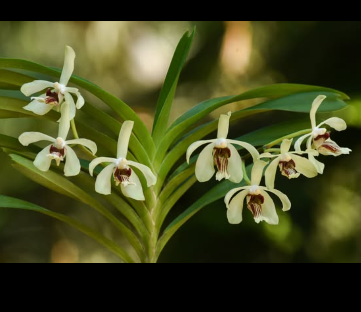 Vanda cristata x bensonii.png