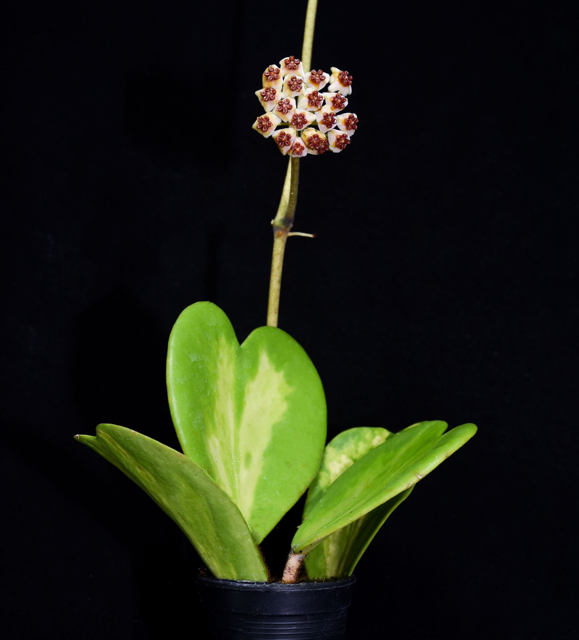 Hoya-kerrii-Variegata.jpg